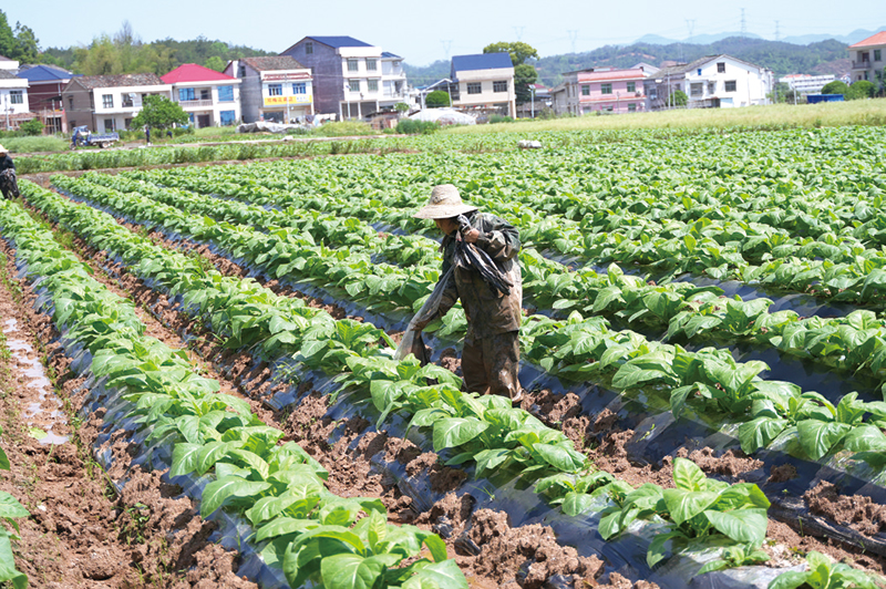 06版时政镇村-3.jpg
