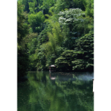 油桐花开 山谷染“雪”