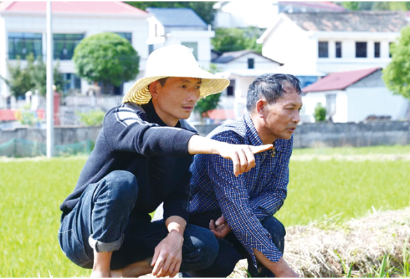 湖南省劳动模范许海明：深耕农业推出“十代十化”服务，科技赋能蹚出乡村振兴新“稻路”