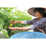 走读浏阳丨百年老种子，结出“致富椒”