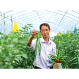 葛家镇：小辣椒“链”动大产业，共富路上“椒”香飘四方