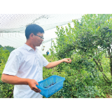 龙伏镇相市村：蓝莓“抢鲜”上市，产量同比增长四成