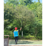 石楠树遭天牛侵袭，市政园林紧急防治
