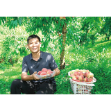 3万斤蜜桃急寻买主，请帮帮这个困难的家庭