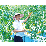 无土栽培小番茄成市场“新宠”