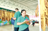 金叶田里绽放“她”力量
