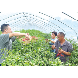 达浒镇书香村：带着感谢信和锦旗，回访最亲的人