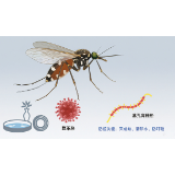 预防“两热”，灭成蚊、清积水、防叮咬是关键