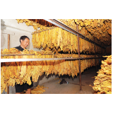 烟叶“下班”水稻“上岗”