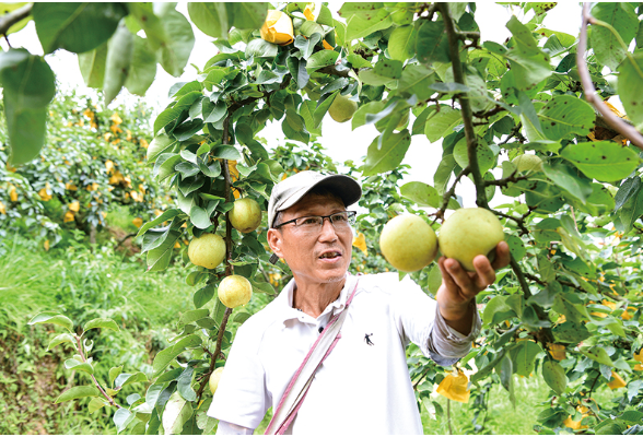 走读浏阳丨一年一会，大围山黄金梨上市了