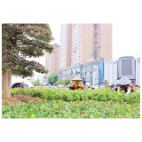 花卉上新迎“双节”
