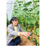 中和镇苍坊村：“水果黄瓜”新鲜上市