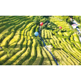 国庆去哪玩?来张坊——赏梯田 玩非遗 品美食 宿秋韵