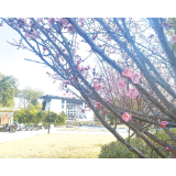 本周温暖如春，下周或迎2026年首场雪