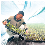 农业部门助力菜农,打响菜园子“保卫战”