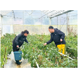 春育秧冬种菜,育秧大棚“空窗期”变“增收季”