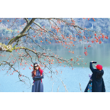 浏阳河畔柿子树“红”出圈