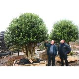 永和花木出海，“美丽经济”站上世界舞台