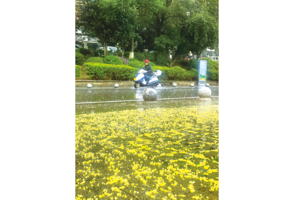 雨打桂花落