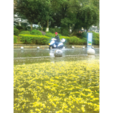 雨打桂花落