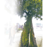 洞阳镇南园村：“树坚强”见证六百年变迁