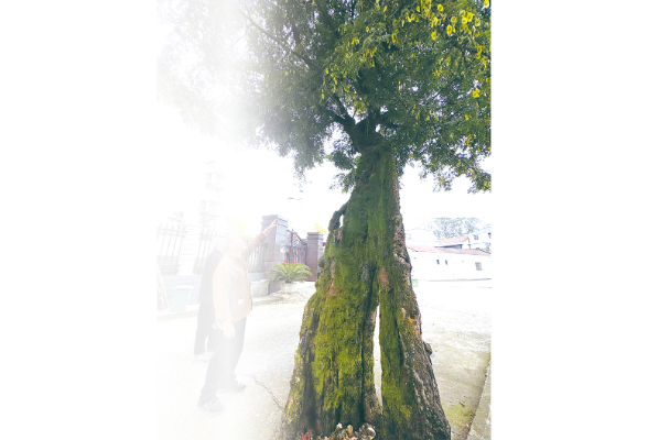洞阳镇南园村：“树坚强”见证六百年变迁