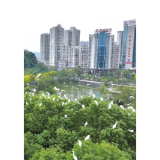 白鹭翔集