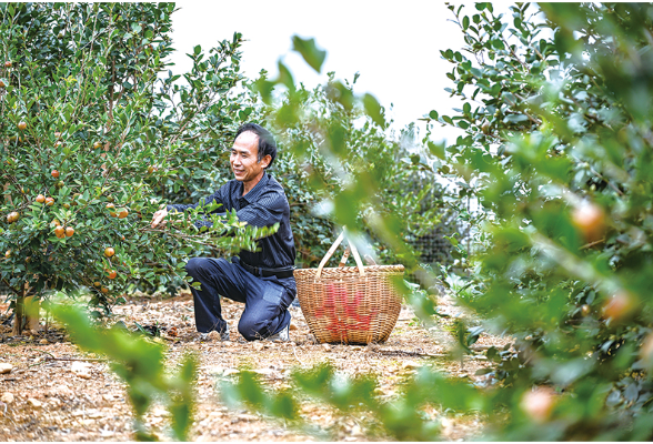 10万亩油茶开采
