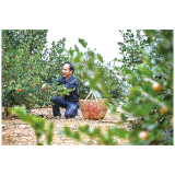 10万亩油茶开采