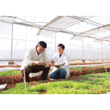 提供“保姆式”技术指导 1000余亩博落回迎来丰收