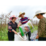 采取“企业+基地+农户”发展模式 种一年可连续采收五年