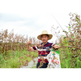 浏阳拥有3000亩  博落回良种繁育基地