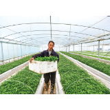 首批葛家鸡肠子辣椒移栽“安家” 预计5月上市