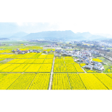 千亩油菜花盛放迎客