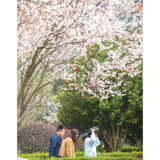 樱花浪漫“上线”