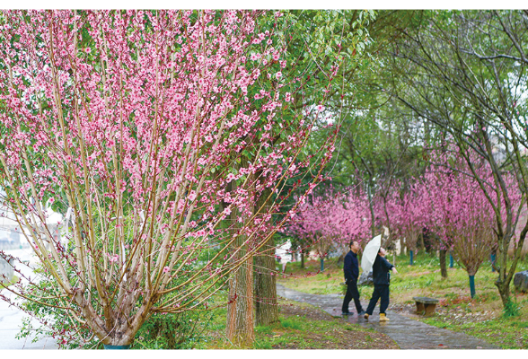 一湾碧水映桃红，万千新绿“动”人家
