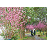 一湾碧水映桃红，万千新绿“动”人家