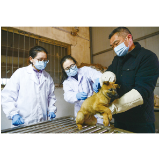 村里来了动物防疫员，给“大黄”打疫苗