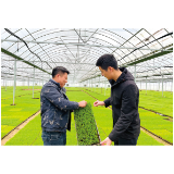 龙伏镇：一个农业大镇的“工业突围”与“文旅破圈”