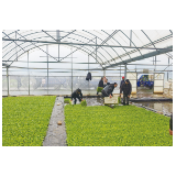 6万亩烟苗抢春移栽