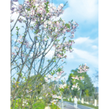 把春天开成一朵浏阳的花