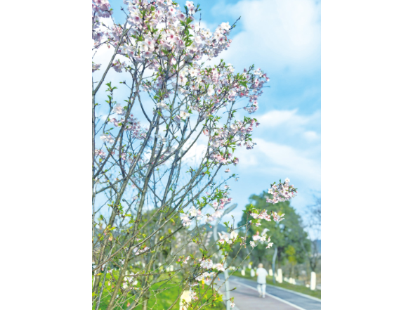把春天开成一朵浏阳的花