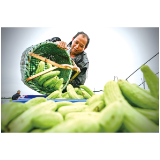 白玉黄瓜抢鲜上市