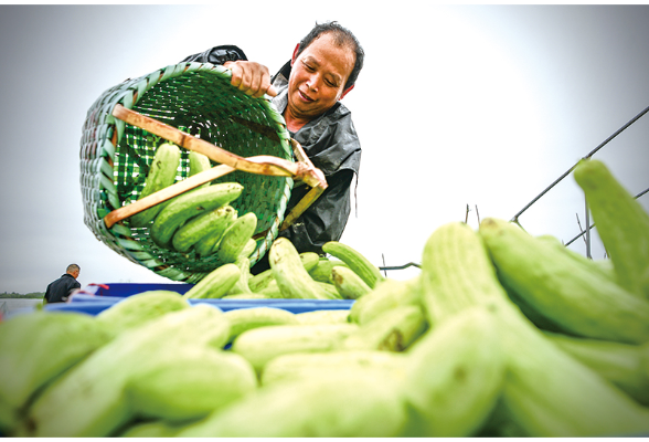 白玉黄瓜抢鲜上市