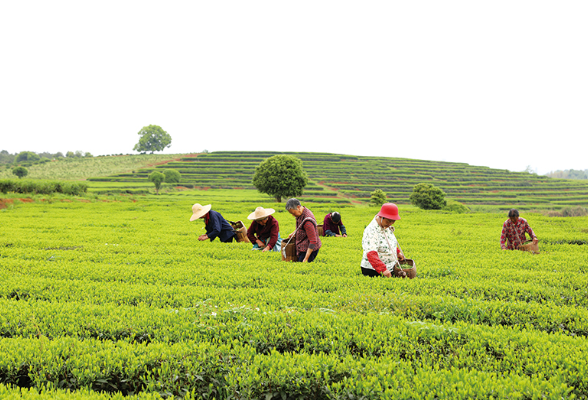 浏阳好物丨走，采茶去