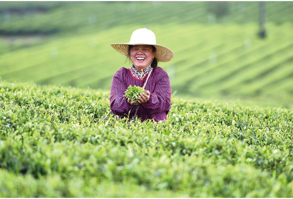 浏阳好物丨浏阳有好茶