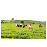 浏阳好物丨走，采茶去