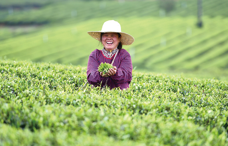 03版浏阳好物-茶-5.jpg 03版浏阳好物-茶-5.jpg