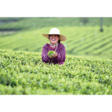浏阳好物丨浏阳有好茶