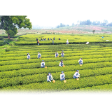 从追思怀远到踏青赏花，来浏阳过一个风清景明的清明